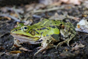 Green frog (Rana esculenta complex) in forest