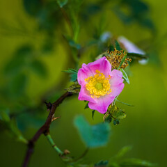 Beautiful, delicate wild rose flower in the summer. Pink wildflowers of Northern Europe.