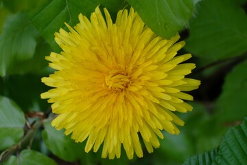 Close up of yellow flower dandelion among green leaves