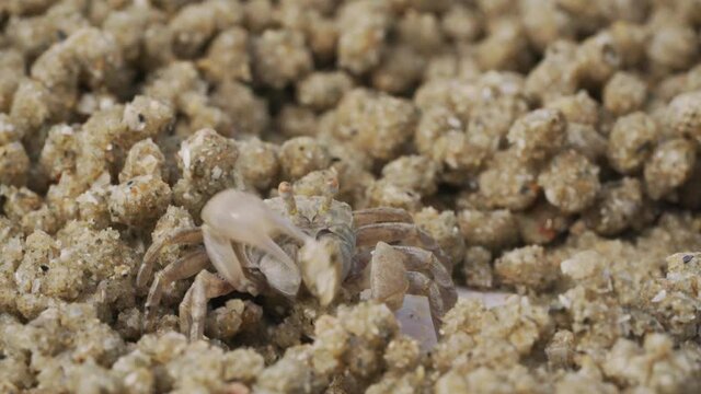 Close up of soldier crab makes balls of sand while eating. Soldier crab or Mictyris is small crabs eat humus and small animals found at the beach as food.