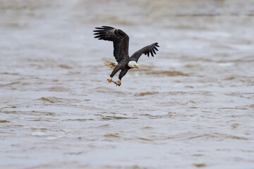 Asult Bald Eagle coming out of water with fish on cloudy rainy day