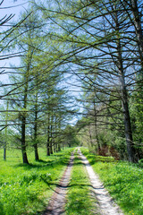 Spring trees in the national nature park