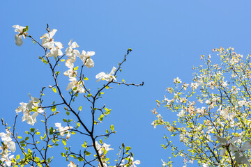 White magnolia flowers in spring on a background of blue sky