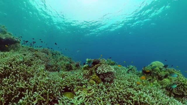 Coral reef and tropical fishes. The underwater world of the Philippines. Panglao, Bohol, Philippines.