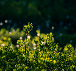 A beautiful summertime scenery with local vegetation. Rural scenery of Northern Europe.