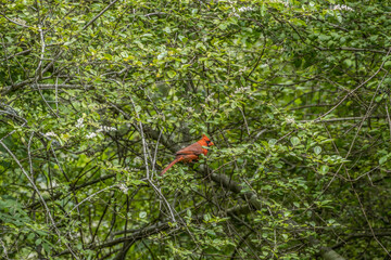 Male cardinal bird in a bush