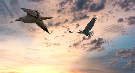 Fototapeta na wymiar sea gull follwed by a eagle