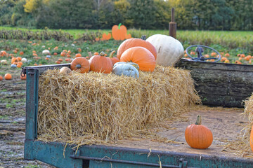 Pumpkins on straw bales