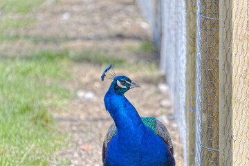 Peacock closeup