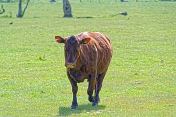 Cow approaching 