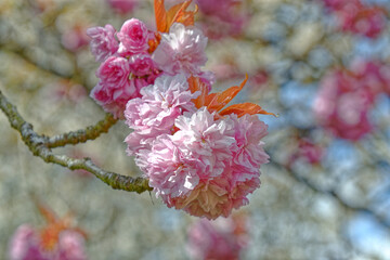 Pink blossom closeup
