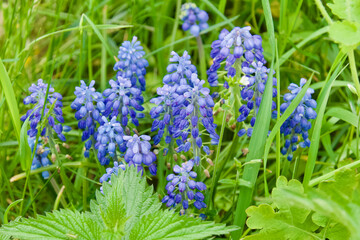 Beautiful blue flowers in the garden - Muscari armeniacum