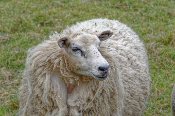 Sheep Close up