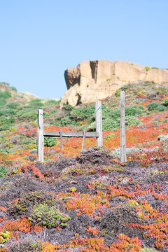 A Wooden Gate, Succulents, And A Cliff Face In Big Sur, California