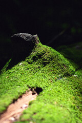 Moss on a log in Pfeiffer national park in Big Sur, California