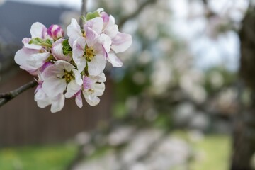 Blüte von einem Apfelbaum
