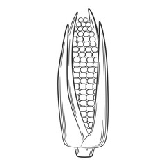 Corn on the cob. A vegetable in a linear style, drawn by hand. Food ingredient, design element.Lineart. Black and white vector illustration. Isolated on a white background