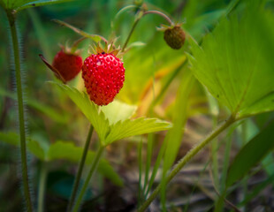 A beautiful summertime scenery with local vegetation. Rural scenery of Northern Europe.