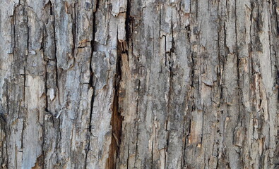 Cracked Tree Bark