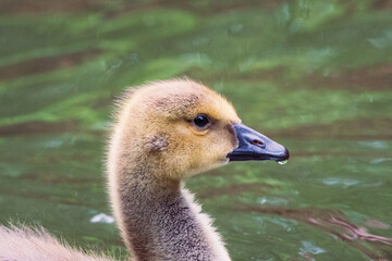 close up of a goose