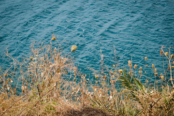 Minimalistic landscape of the sea and dried grass in Montenegro.