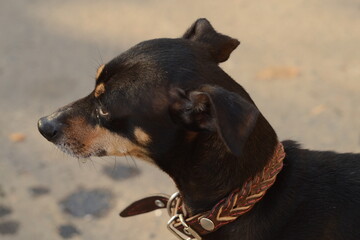 A black dog in profile with a brown collar on a beige background.