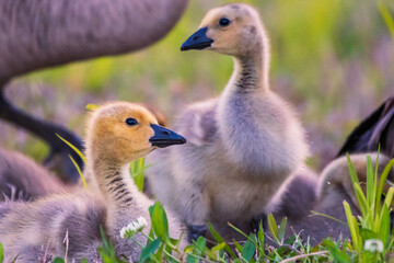 baby country goose