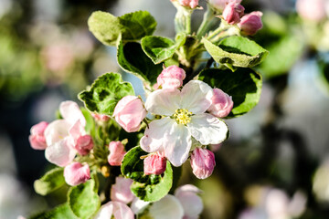 Macro shot of spring blooming pink-white flowers with green leaves on an apple tree.