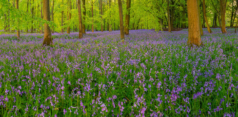 British forest full of Bluebells (Hyacinthoides) flowers
