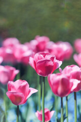 Pink Tulips. Close up. Copy space. 