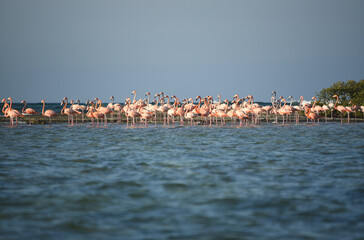 Fototapeta premium BIRDS- Bahamas- Close Up of a Flock of Wild Flamingos Wading in the Sea