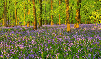 British forest full of Bluebells (Hyacinthoides) flowers