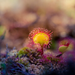 A beautiful sundew growing in the wetlands. Sundew plant leaves waiting for insects. Carnivorous plant in Northern Europe.