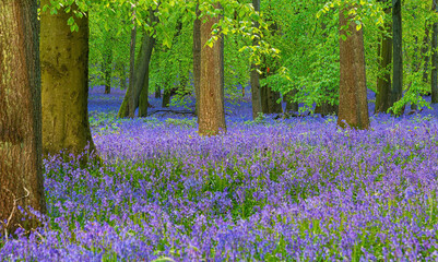 British forest full of Bluebells (Hyacinthoides) flowers