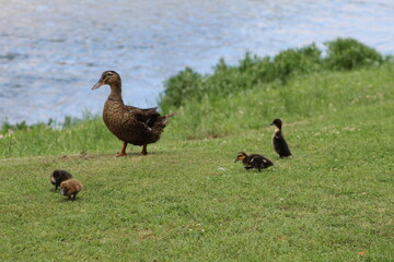 ducklings with mom