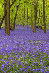 Fototapeta na wymiar British forest full of Bluebells (Hyacinthoides) flowers