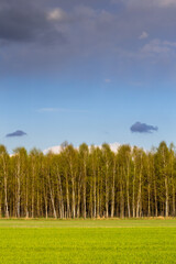 Obraz premium Border of birch forest and green meadow against the blue sky on a beautiful sunny day. Photo taken in natural daylight, sharp shadows.
