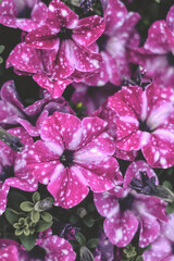 Close up of beautiful vibrant pink surfinia with white spots, colour similar to night sky pattern, with multiple flower heads and green leafs, unique color of hanging petunia hybrida, seasonal flower
