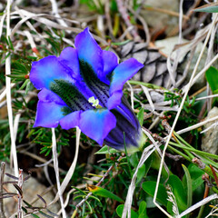 Purple queen of the Alps