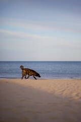 Chien noir sur la plage de sable en bord de mer - voyage aventure tourisme