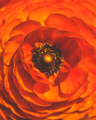 Macro close up on red ranunculus, with lots of vibrant colorful petals and a pit of orange tones