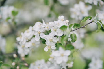 Blooming apple tree. Pink flowers of an apple tree.