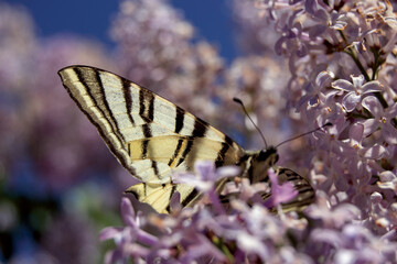 butterfly on a flower