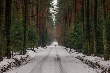 Na leśnym dukcie w zimowej scenerii. © BeNatural
