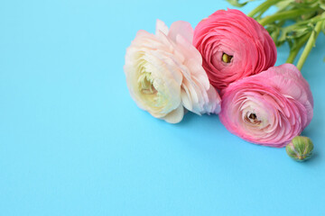 Beautiful bouquet of pink ranunculus flowers on a blue background. Flowers buttercup. Copy space for text