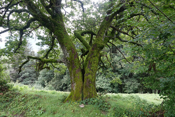Alter Baum im Gebirge