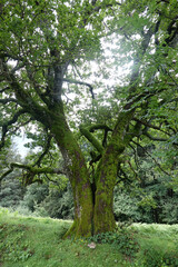 Fototapeta na wymiar Alter Baum bei Übersaxen