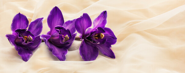 Delicate background with purple orchid flowers for cards and graphic works close-up. Banner, panorama with place for text. Background for postcards.