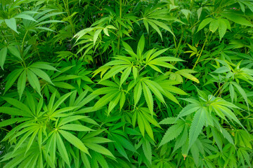 Marijuana plant, natural background