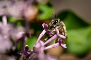 Nahaufnahme einer Honigbiene beim Sammeln von Blütenstaub